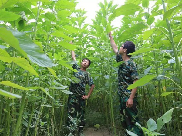 籽粒莧是一種什么植物，又什么作用