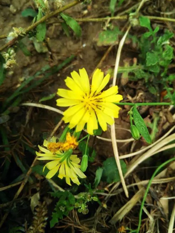 苦荬菜簡(jiǎn)單介紹與營(yíng)養(yǎng)價(jià)值