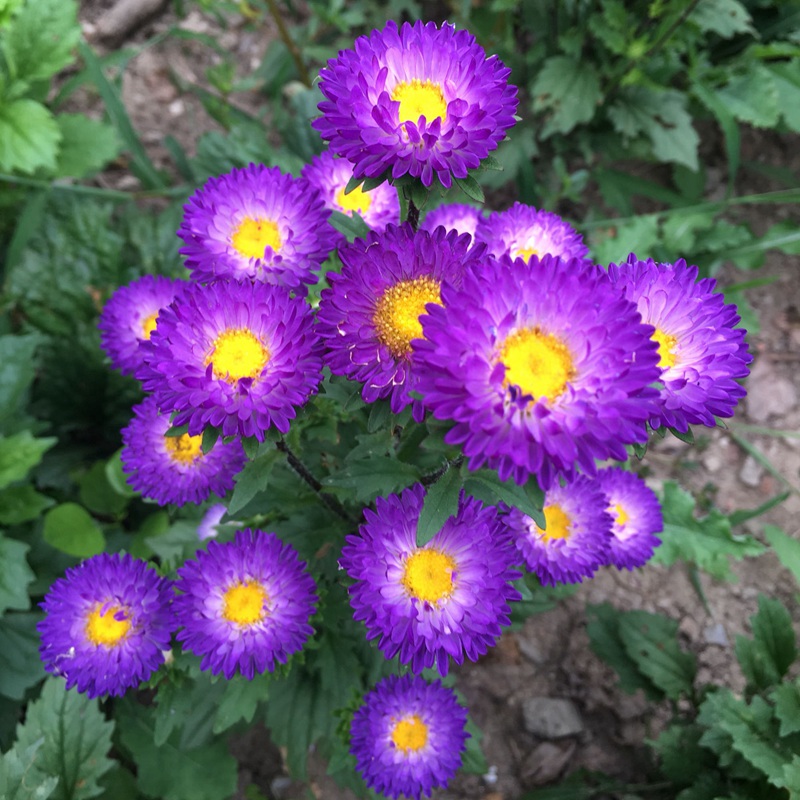 翠菊