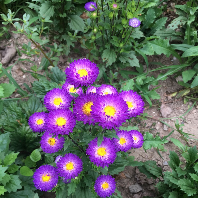 翠菊