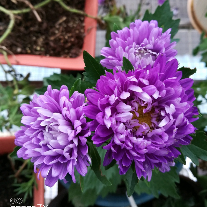 翠菊