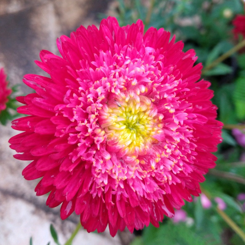翠菊