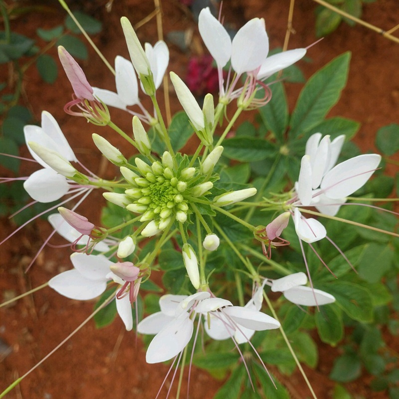 醉蝶花