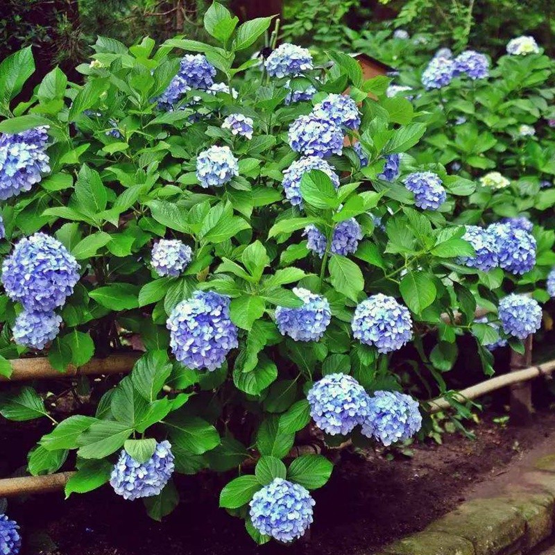 繡球花