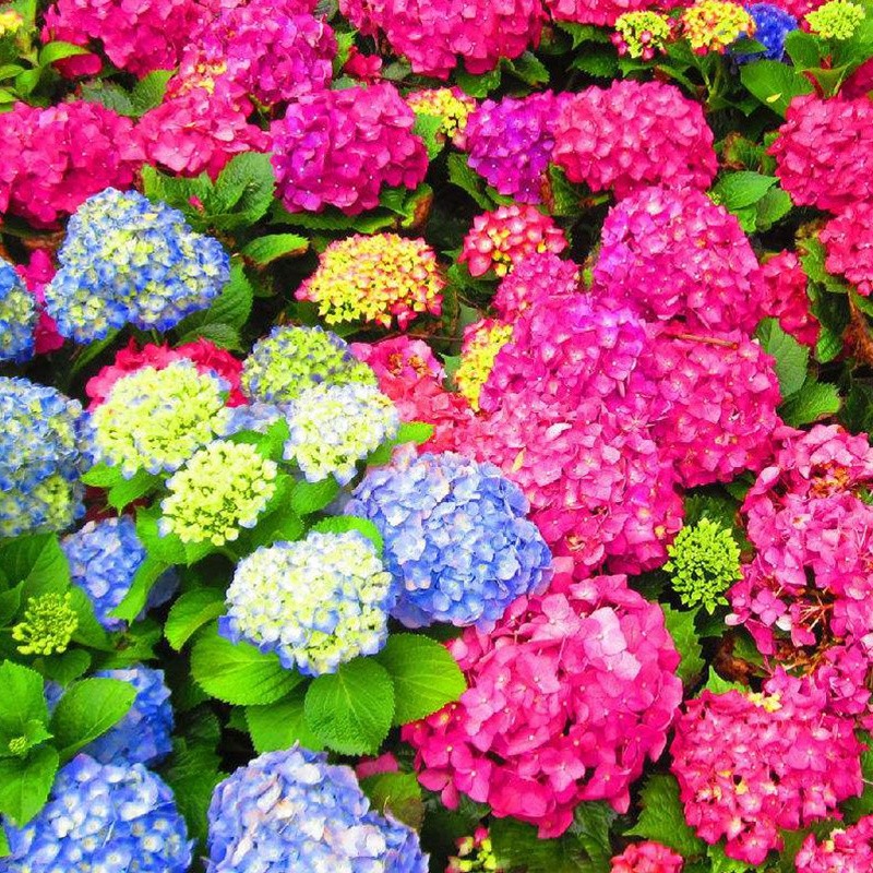 繡球花