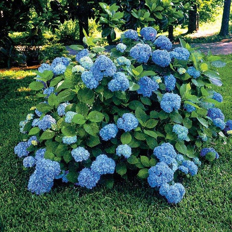 繡球花