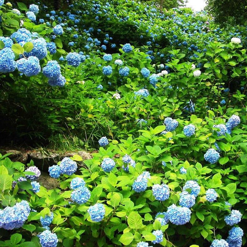 繡球花