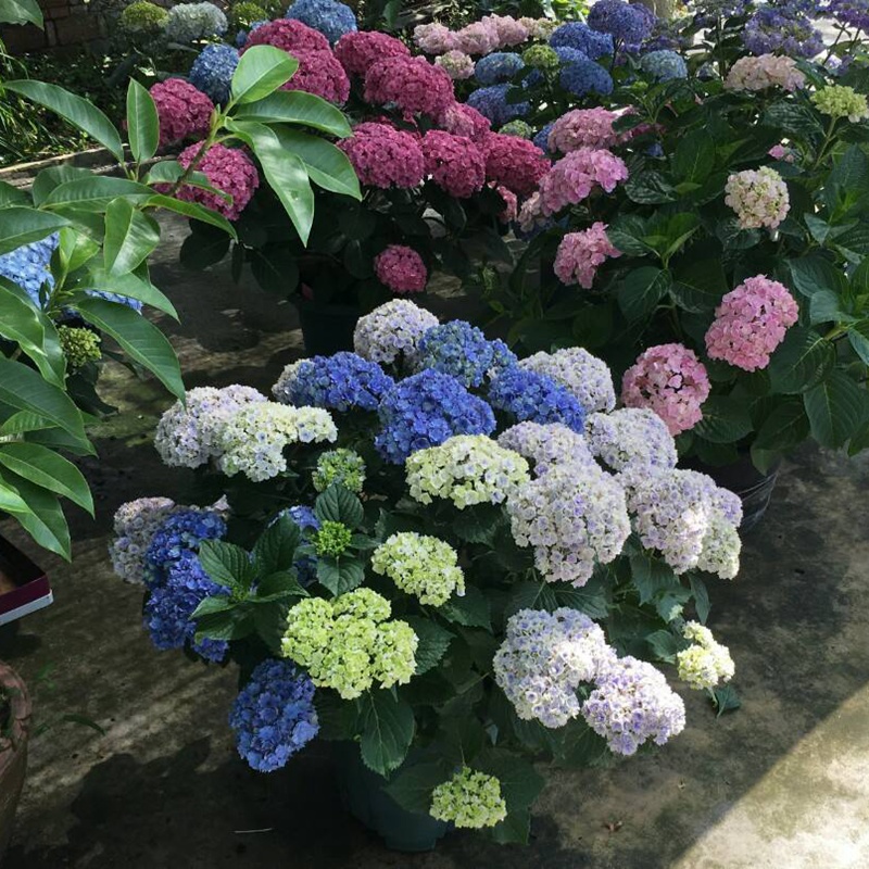 繡球花