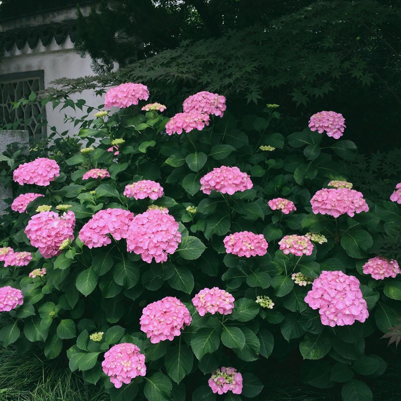繡球花