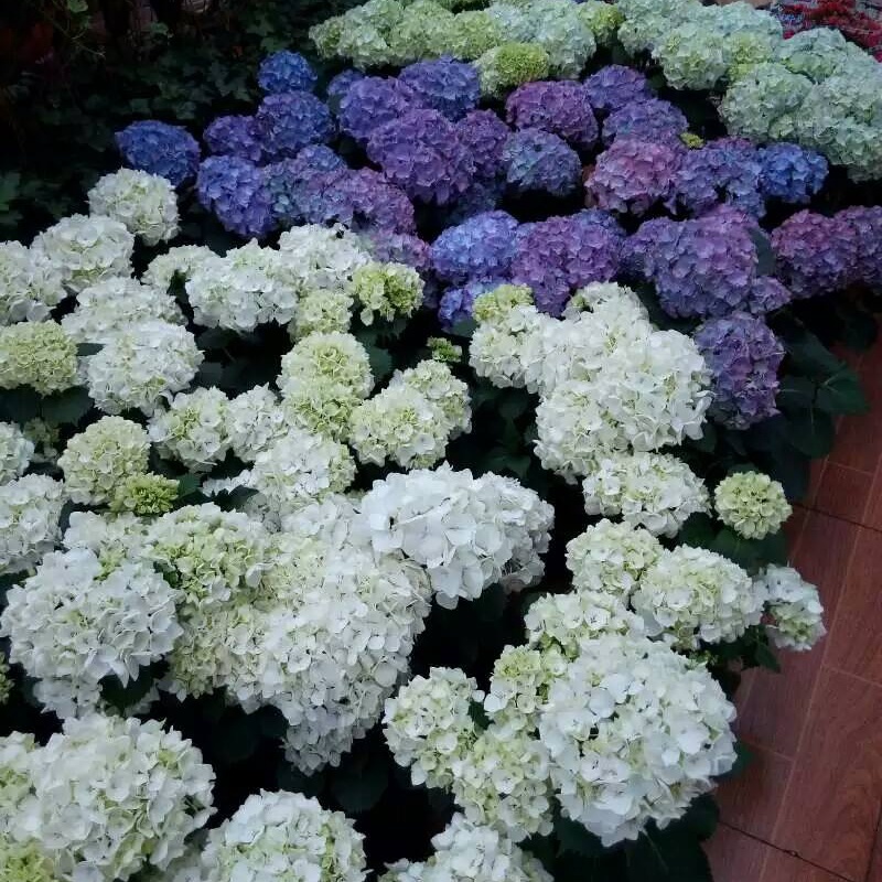 繡球花