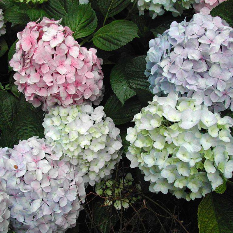 繡球花