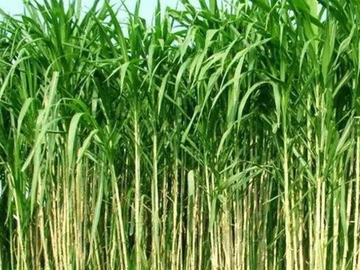 皇竹草養(yǎng)豬、喂雞可降低成本增加收入，栽培方法！