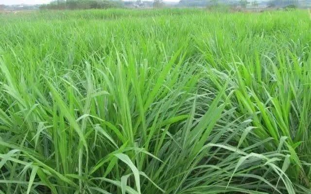 種植皇竹草養(yǎng)牛，需要了解一些什么