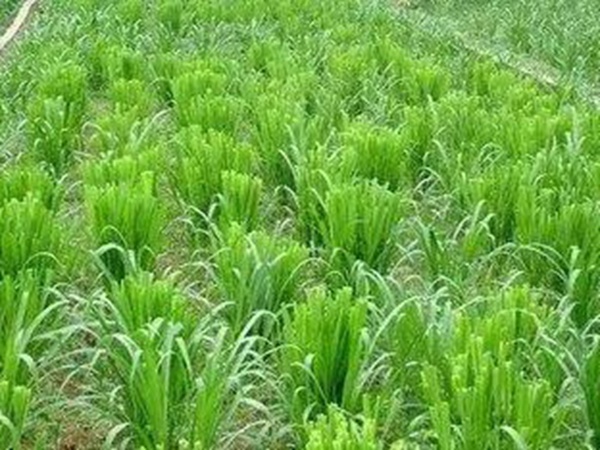 種植皇竹草養(yǎng)牛劃算嗎，一頭牛吃多少斤皇竹草