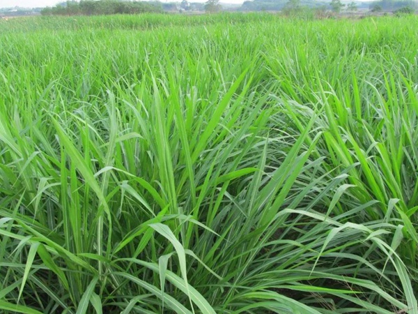 種植皇竹草牧草養(yǎng)牛，一畝地牧草可以養(yǎng)殖多少牛？