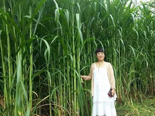 種植皇竹草牧草養(yǎng)牛，一畝地牧草可以養(yǎng)殖多少牛？