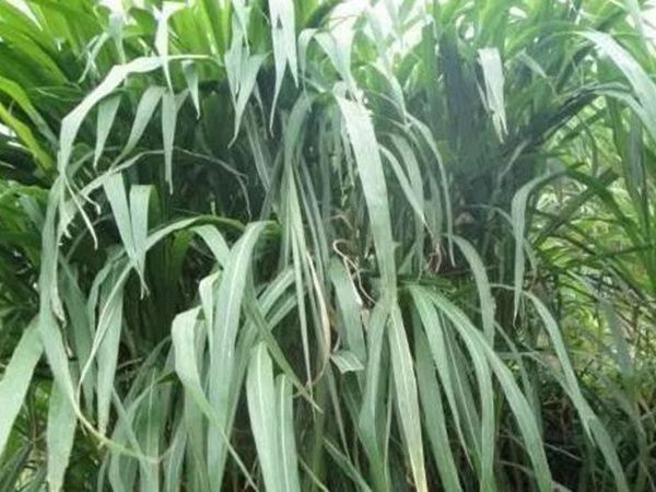 皇竹草種植經(jīng)濟(jì)效益是什么？有什么作用？