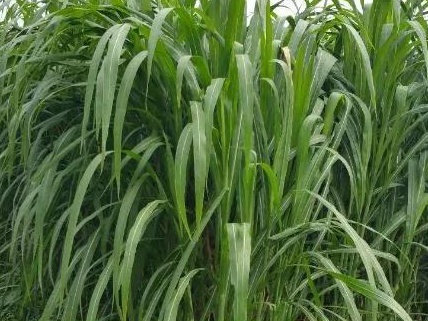 新型皇竹草牧草兩種發(fā)酵方法——發(fā)酵生物飼料與青貯飼料