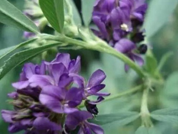 進(jìn)口紫花苜蓿種子播種時(shí)間與管理方法