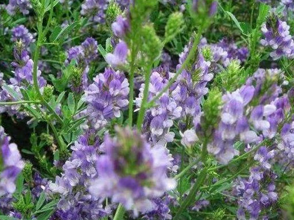 紫花苜蓿產(chǎn)地和栽培以及植物介紹