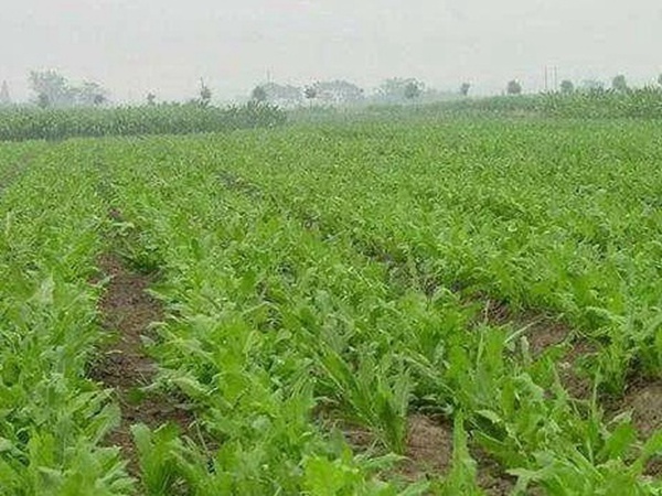串葉松香草人工種植的時候怎么樣能高產(chǎn)？