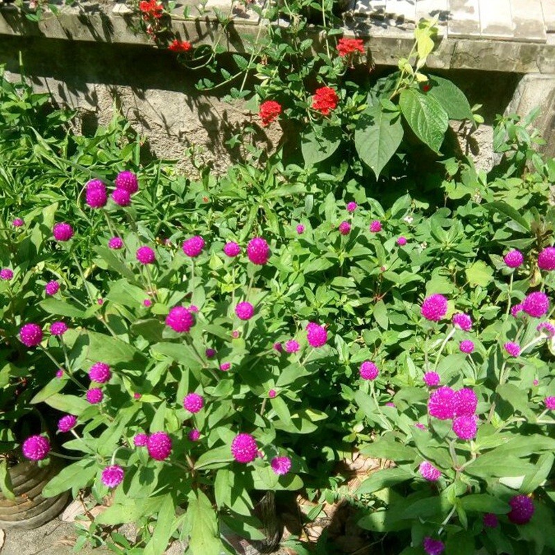 千日紅