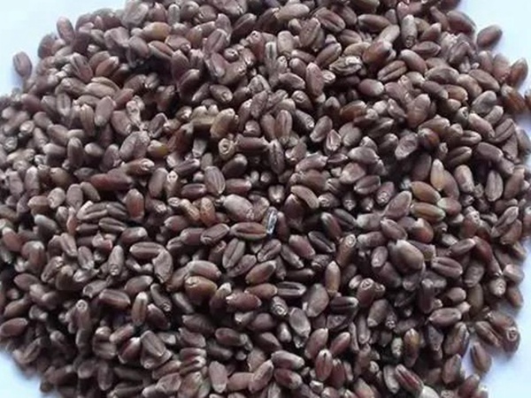 黑小麥牧草種子的經(jīng)濟(jì)價(jià)值與作用