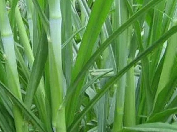 象草是一種高價值的飼料，種植栽培方法是什么