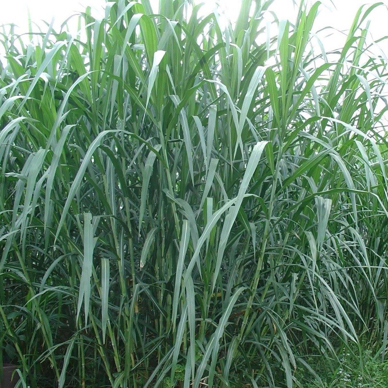 甜象草與皇竹草兩者有什么區(qū)別