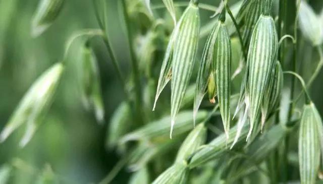 燕麥種子種植方法以及管理技術(shù)
