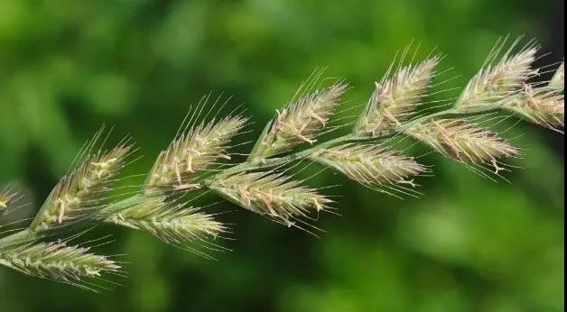 一年生黑麥草基本介紹，和多年生黑麥草有什么區(qū)別