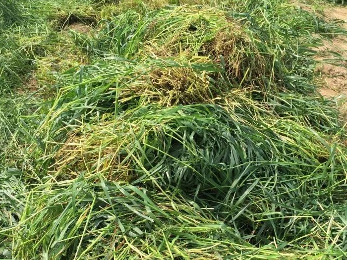 綠肥-黑麥草牧草種子【一年生黑麥草、冬牧-70】