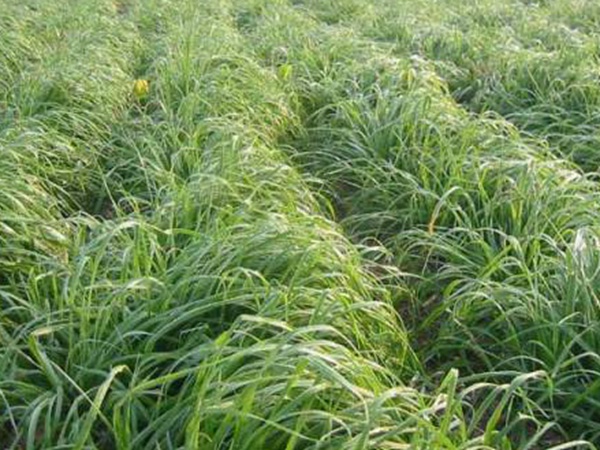 一年生黑麥草牧草種子適應(yīng)性強，易種植、產(chǎn)量高