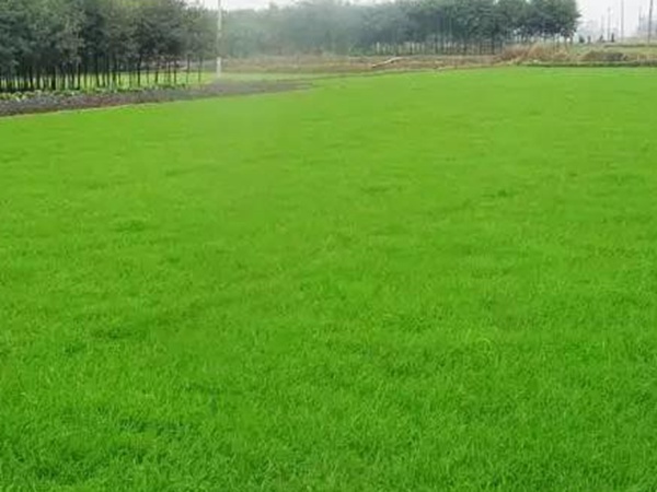 黑麥草應(yīng)該怎么樣補(bǔ)播比較好？
