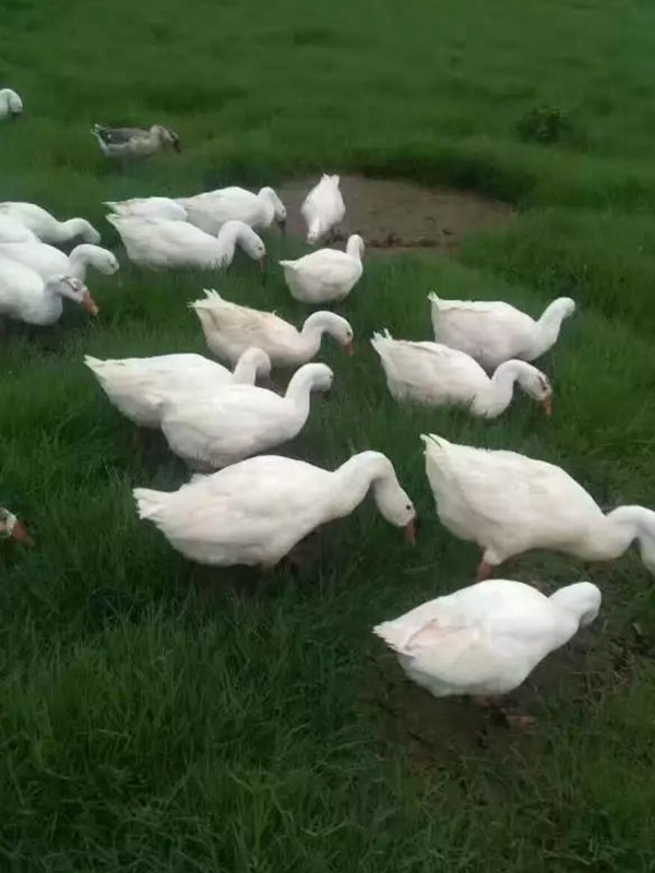 黑麥草什么時候種植比較好？如何種植黑麥草？