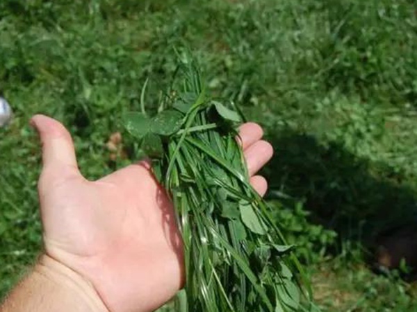 一年生黑麥草種植技術(shù)在苜蓿種植中的應(yīng)用
