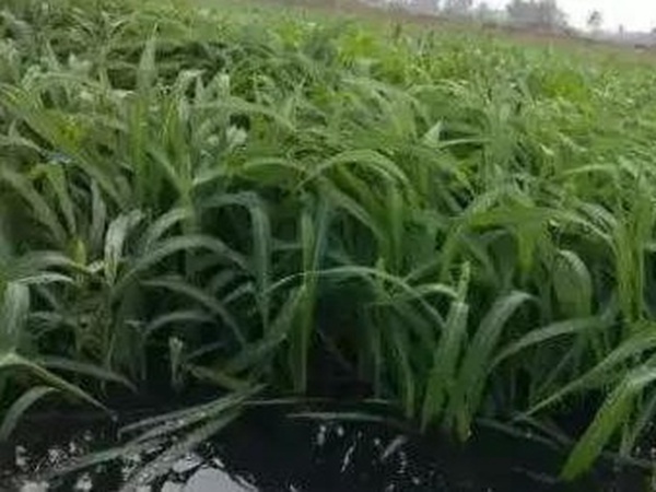 小米草優(yōu)勢(shì)——耐寒耐高溫，小米草最適宜的溫度