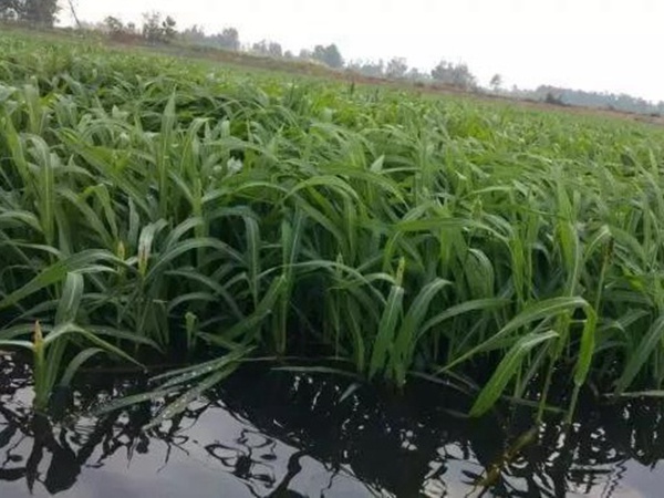 小米草怎么樣才能提高小龍蝦養(yǎng)殖效益？小米草種植怎么管理比較合適？