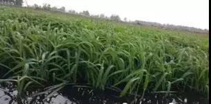 龍蝦養(yǎng)殖中小米草如何種植效益比較好