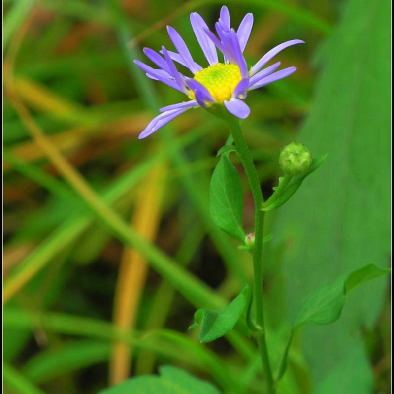 紫菀