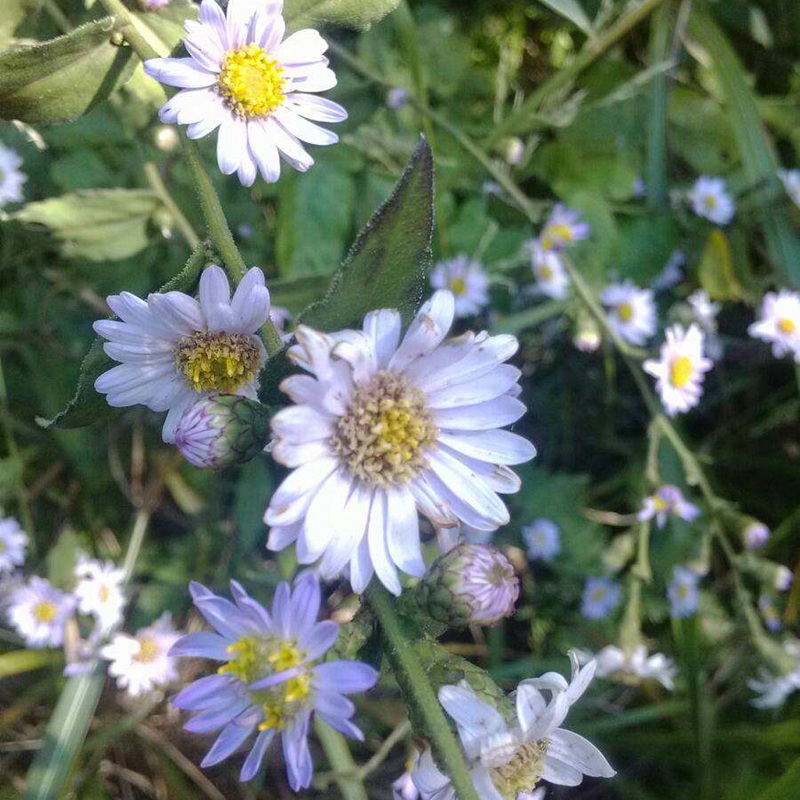 紫菀