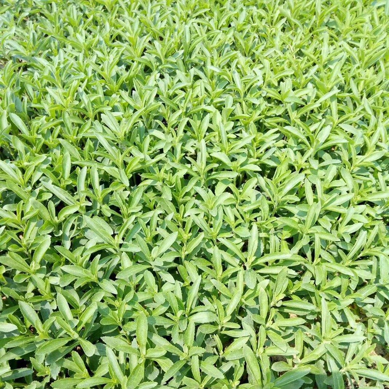 甜葉菊