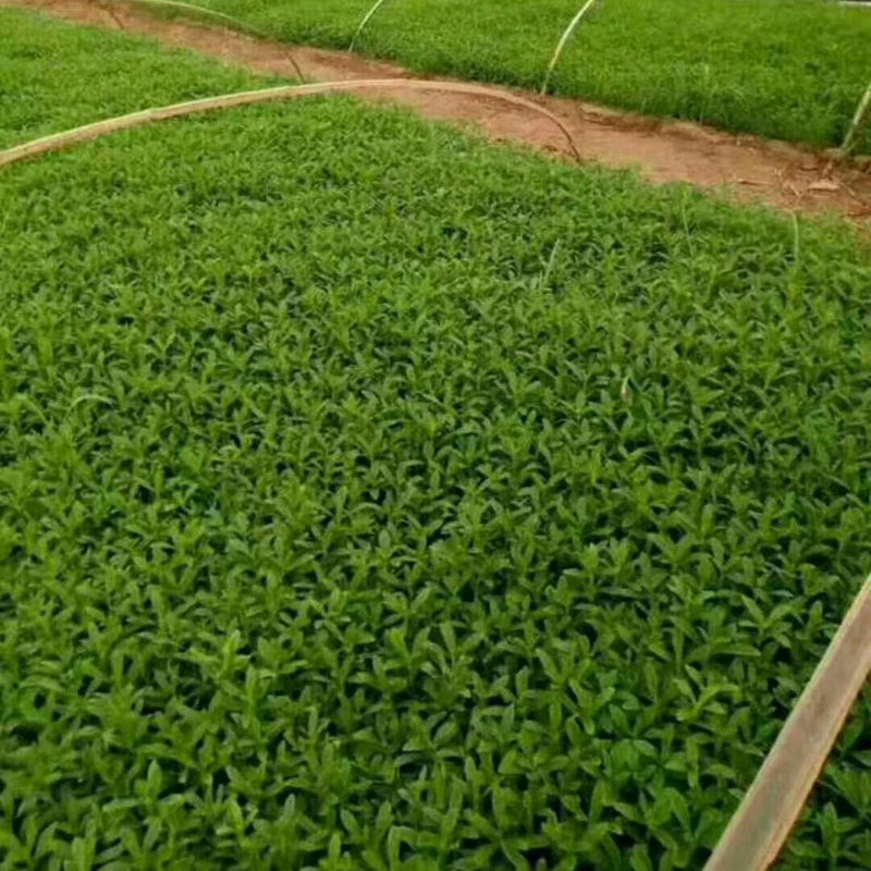 甜葉菊