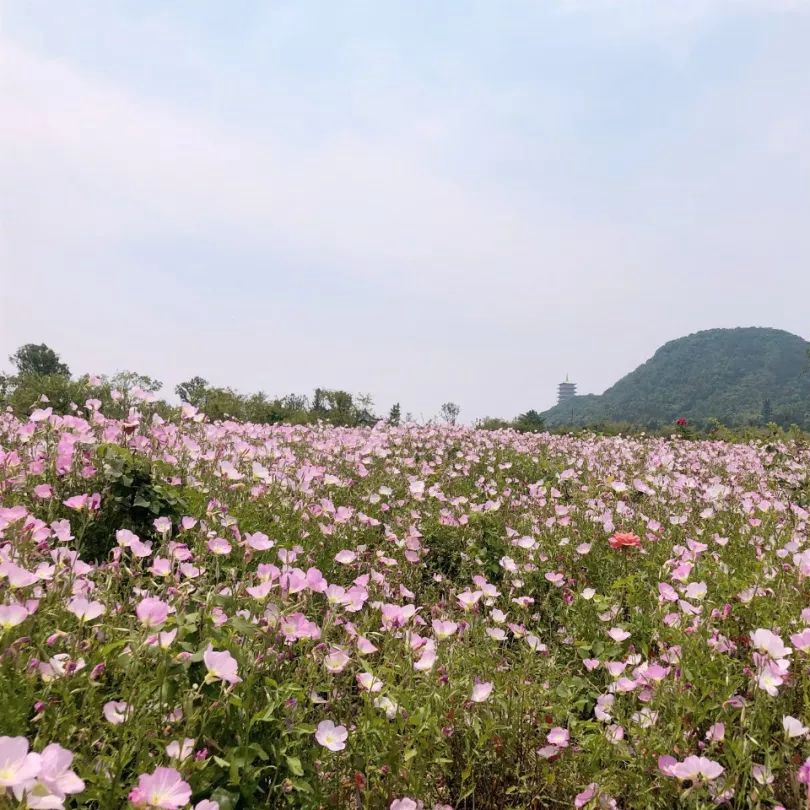 美麗月莧草