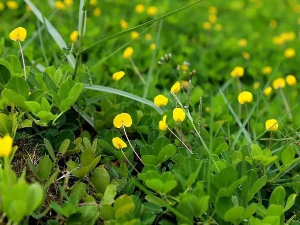 如何草坪除草，一定要用“草坪專用除草劑”？