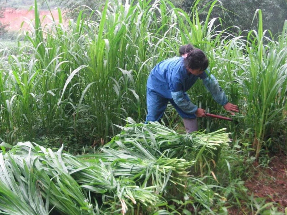  牧草種子種植及病蟲害如何防治技術(shù)