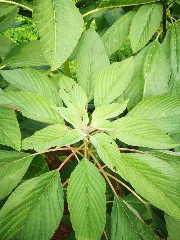 養(yǎng)豬用什么牧草種植比較好？
