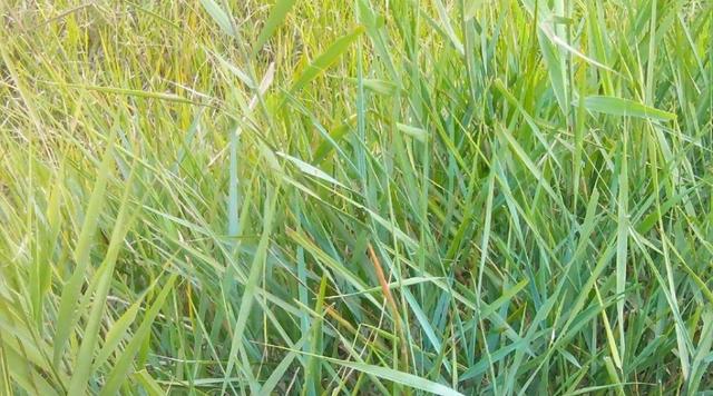 綠化草坪堿茅草的種植方法以及經(jīng)濟價值