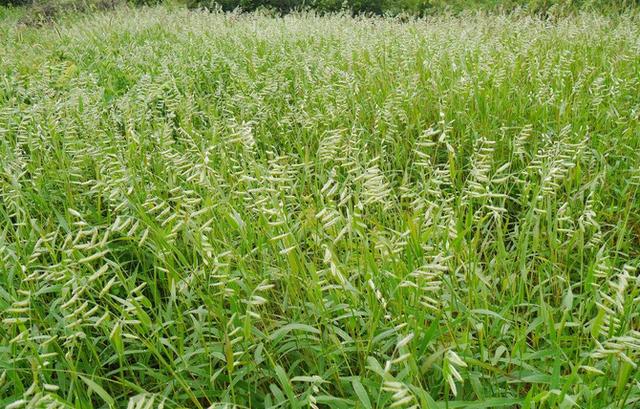 鹽堿地優(yōu)良牧草種子——堿茅