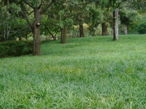 堿茅草種子種植方法是什么，發(fā)芽率怎么樣